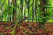 Waldbaden