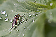 Nach dem Regen