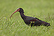 Waldrapp