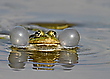 Wasserfrosch