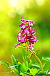 Lerchensporn