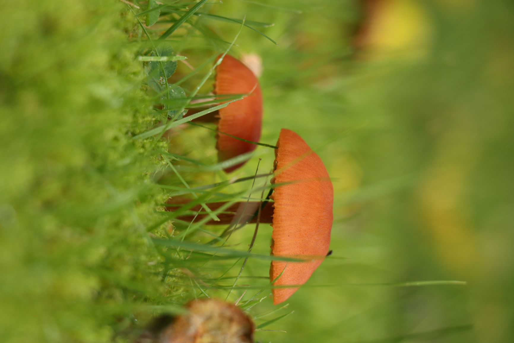 Mitten im Garten