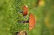 Mitten im Garten
