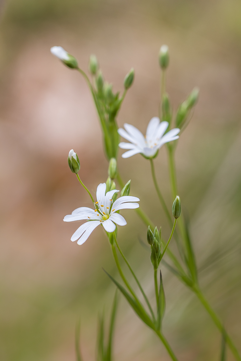 Die hübsche kleine Sternmiere