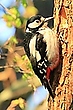 Buntspechtweibchen an Bruthöhle