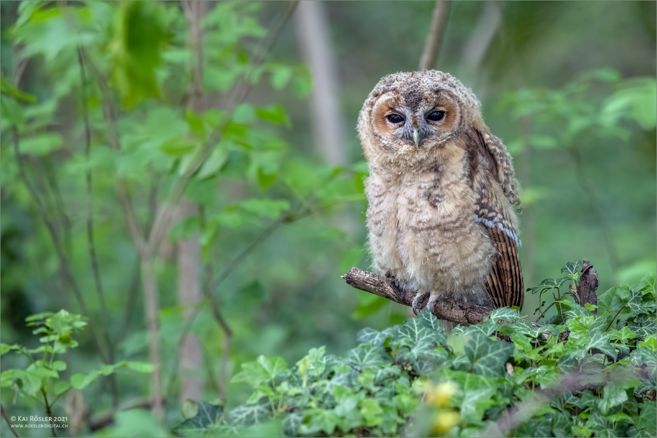 Ein Männlein steht im Walde ..