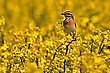 Braunkehlchen