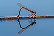 02/2021 (W) Sibirische Winterlibelle