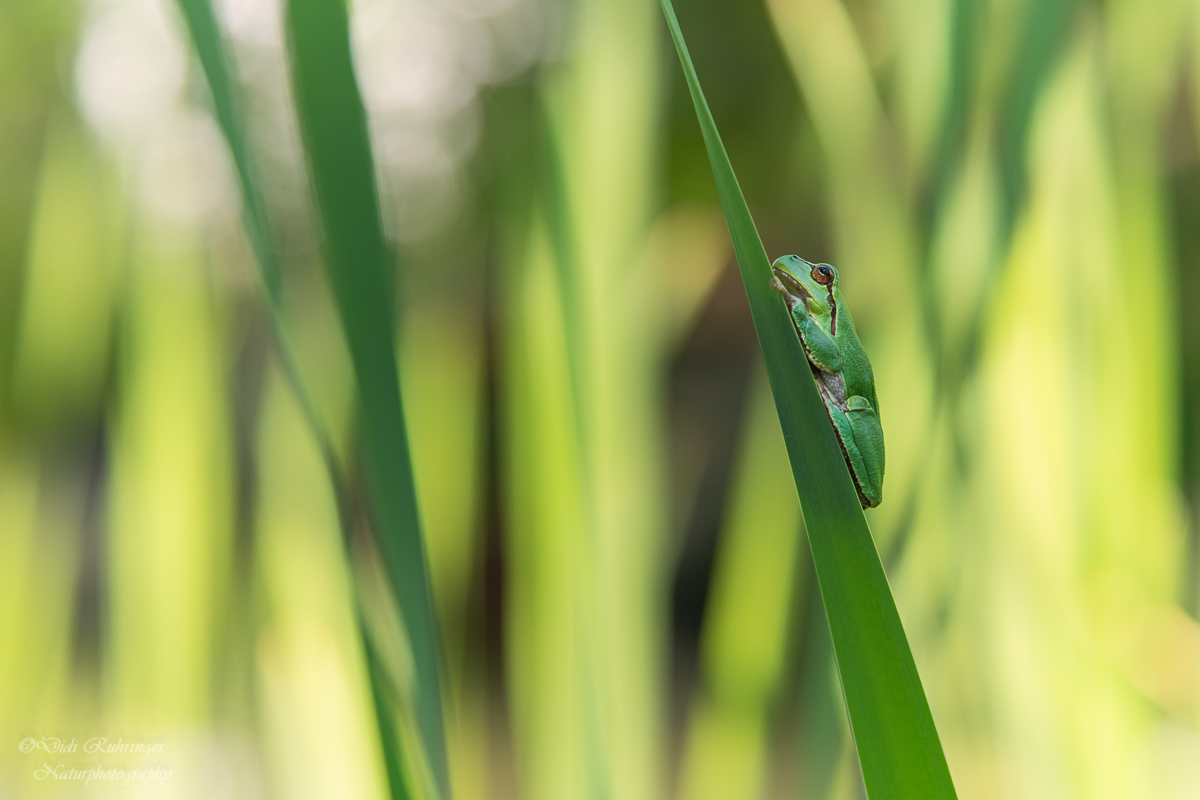 Laubfrosch