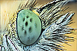 Das Auge