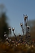 Blüten in der Dämmerung