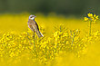 Die Dornige im Raps