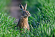 Hase