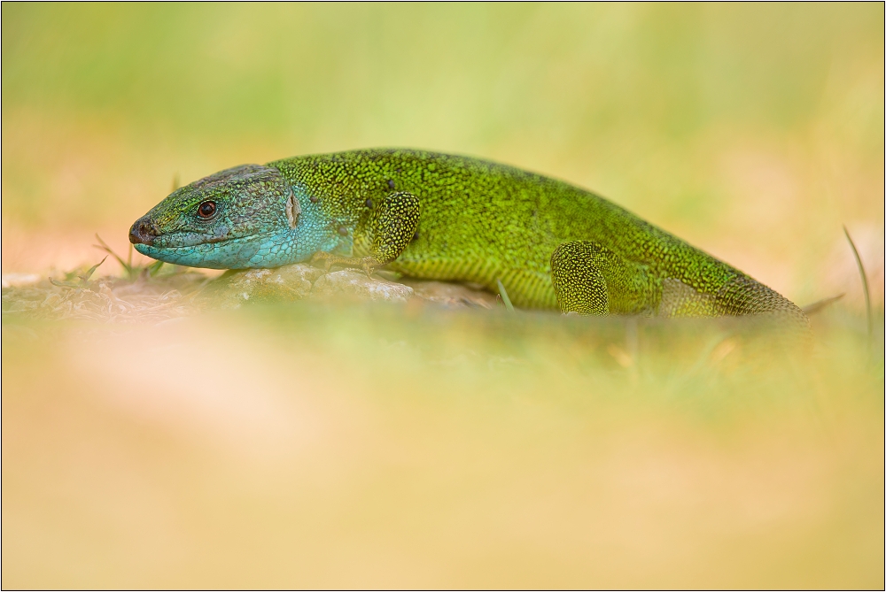 Lacerta viridis