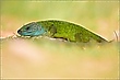 Lacerta viridis