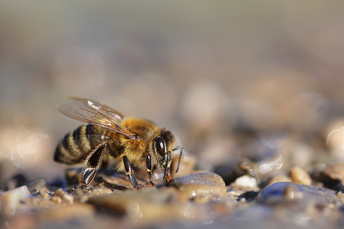 auch trinkende Bienen