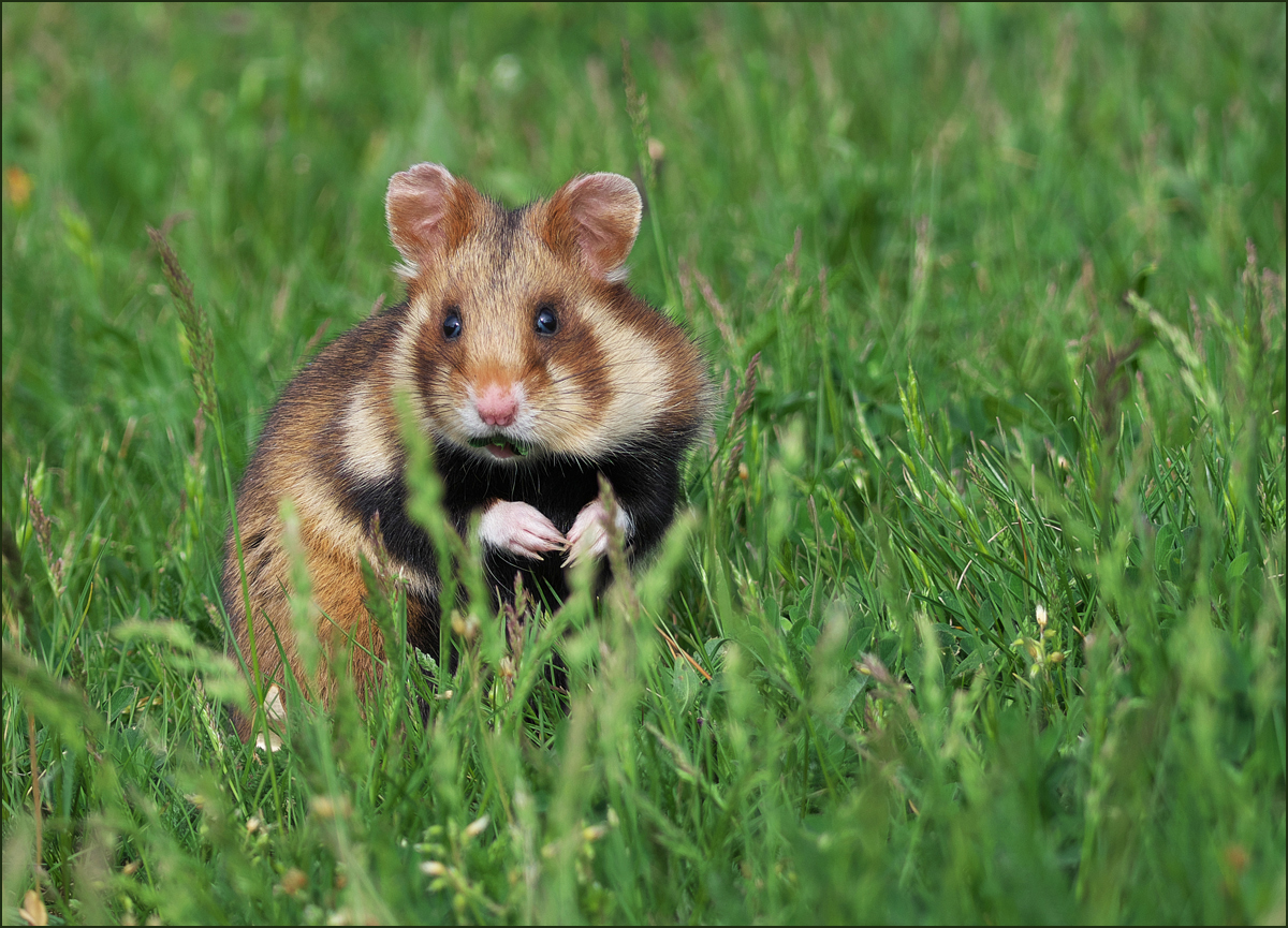 *Hamsterchen on Tour**