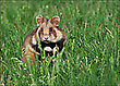 *Hamsterchen on Tour**