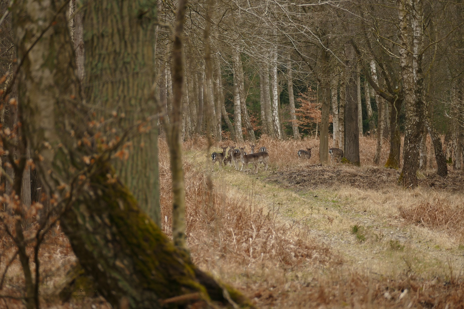 Waldspaziergang