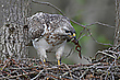 Auf den Frosch gekommen