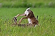 Feldhasen