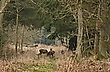 Waldspaziergang 1