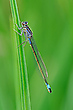 05/2021 (W) Große Pechlibelle
