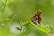 Landkärtchen (Araschnia levana f. levana), Frühlingsgeneration