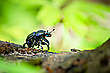 Smalltalk