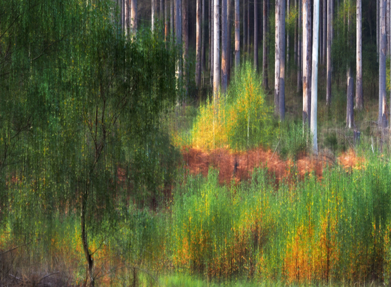 Zitterwald