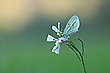Senfweißling