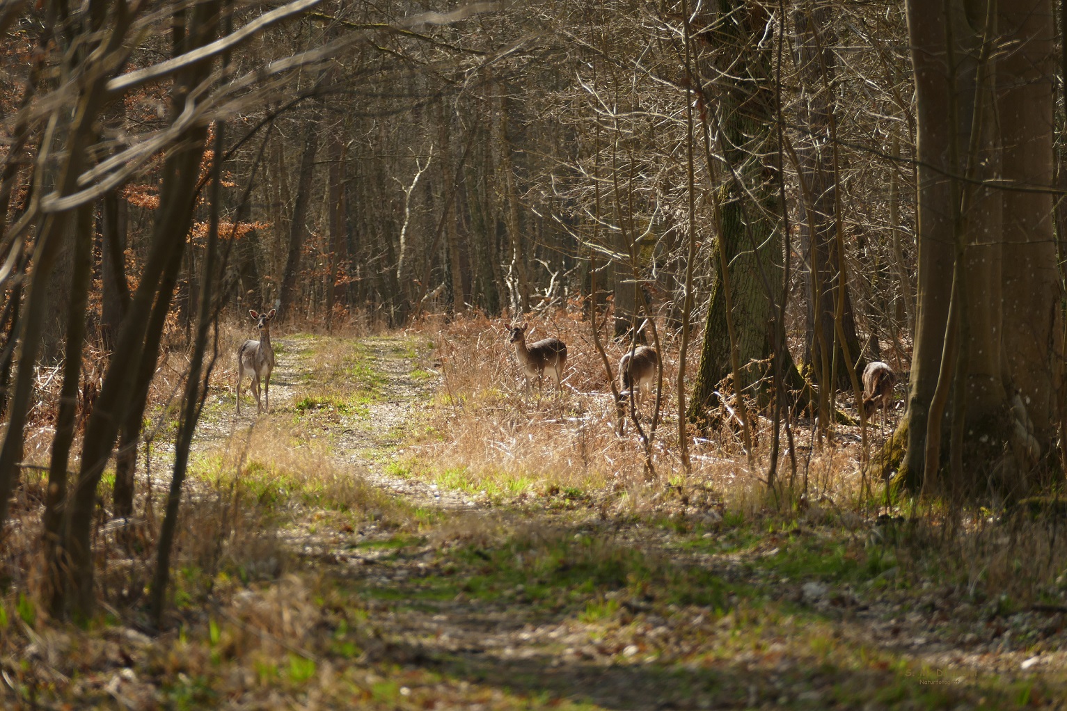 Waldspaziergang 2