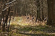Waldspaziergang 2