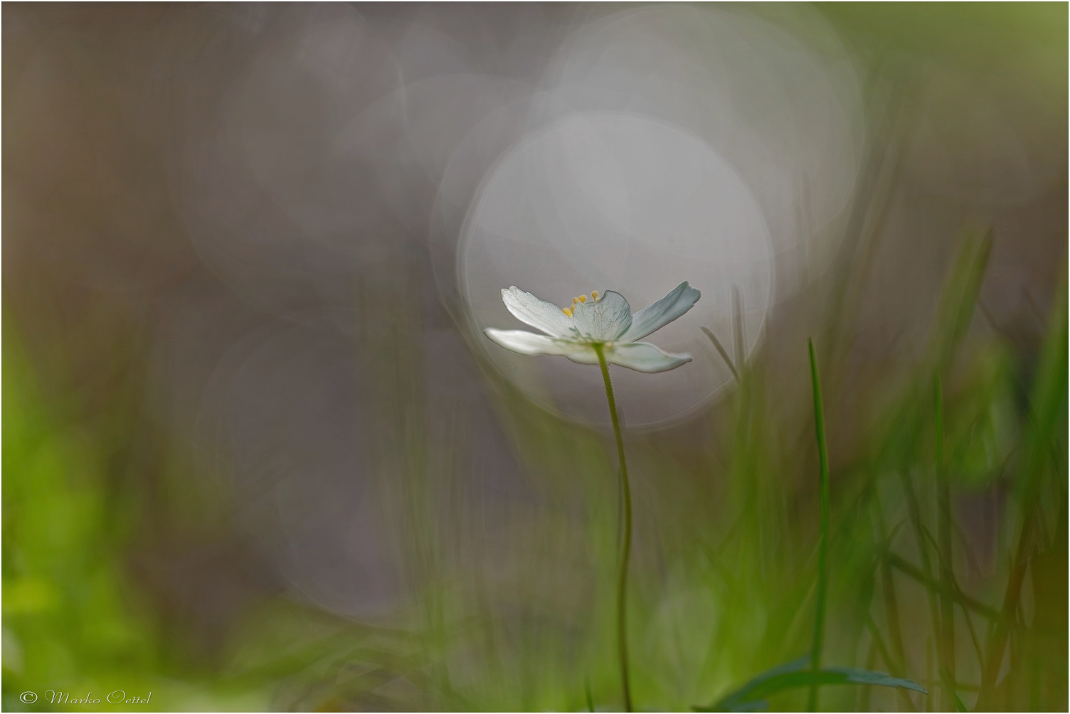 Buschwindröschen (Anemone nemorosa)