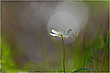 Buschwindröschen (Anemone nemorosa)