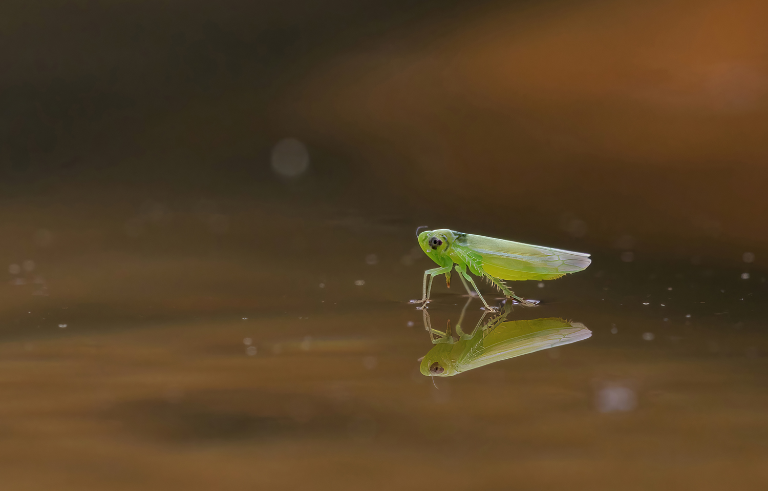 Die über das Wasser laufen