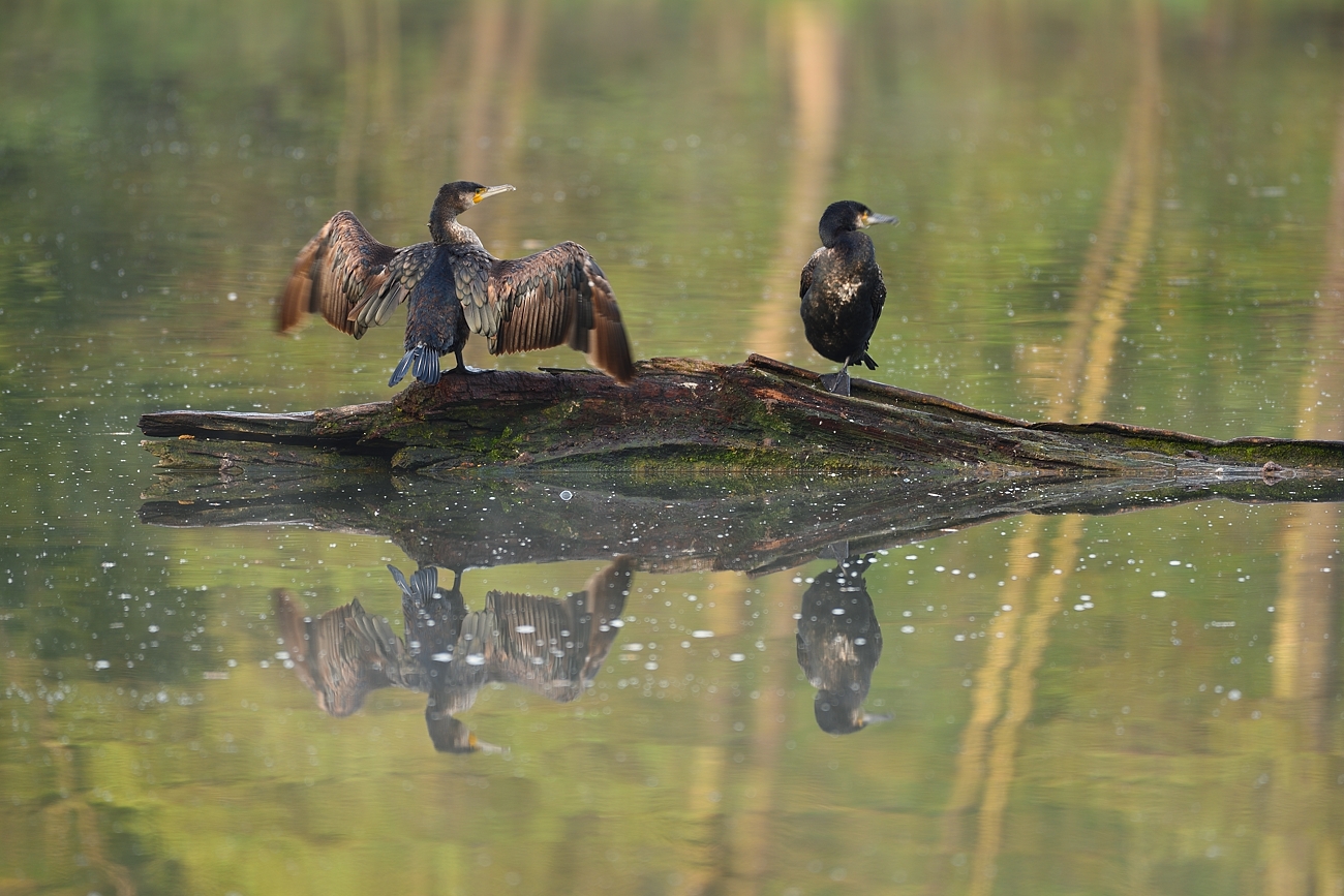 Kormorane am Bärensee