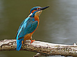 Schulterblick  _Eisvogel vor dem Abflug