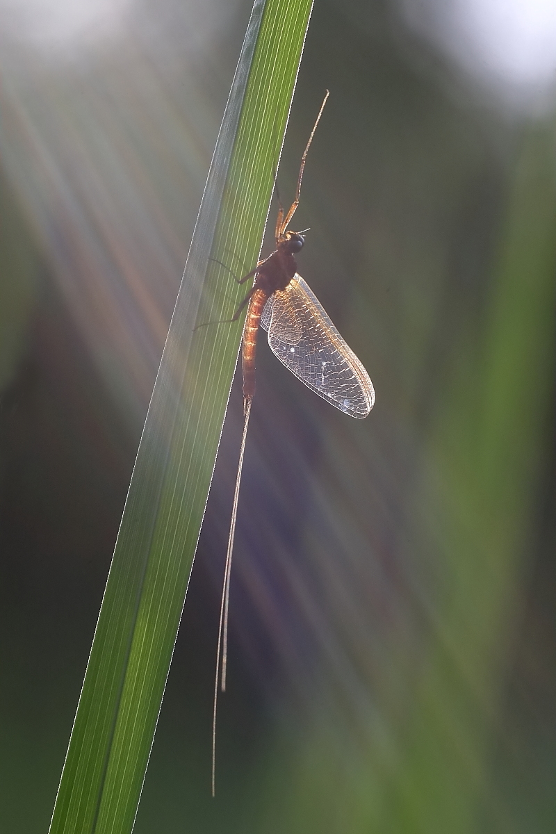 Eintagsfliege im Abendlicht