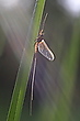Eintagsfliege im Abendlicht