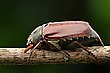 Maikäfer