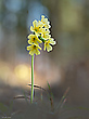 Waldschlüsselblume