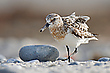Sanderling