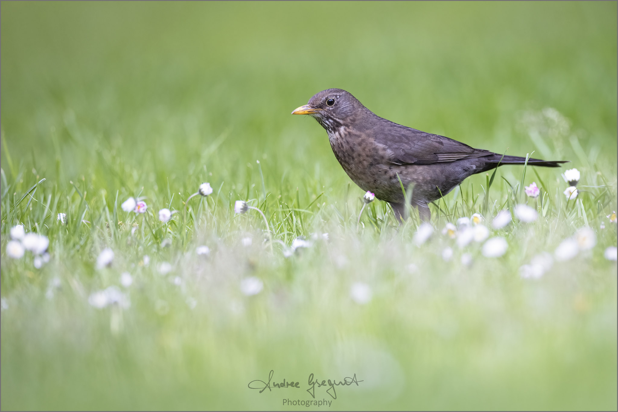 Mrs Blackbird