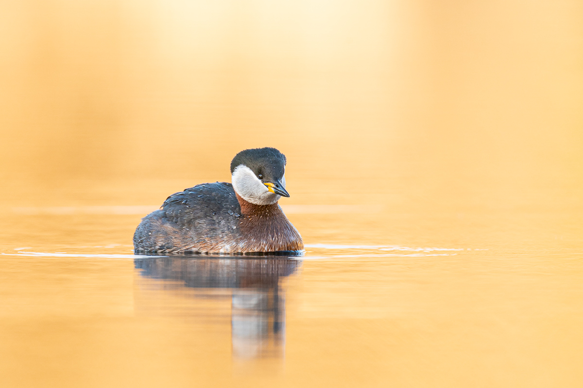 Rothalstaucher im Goldsee