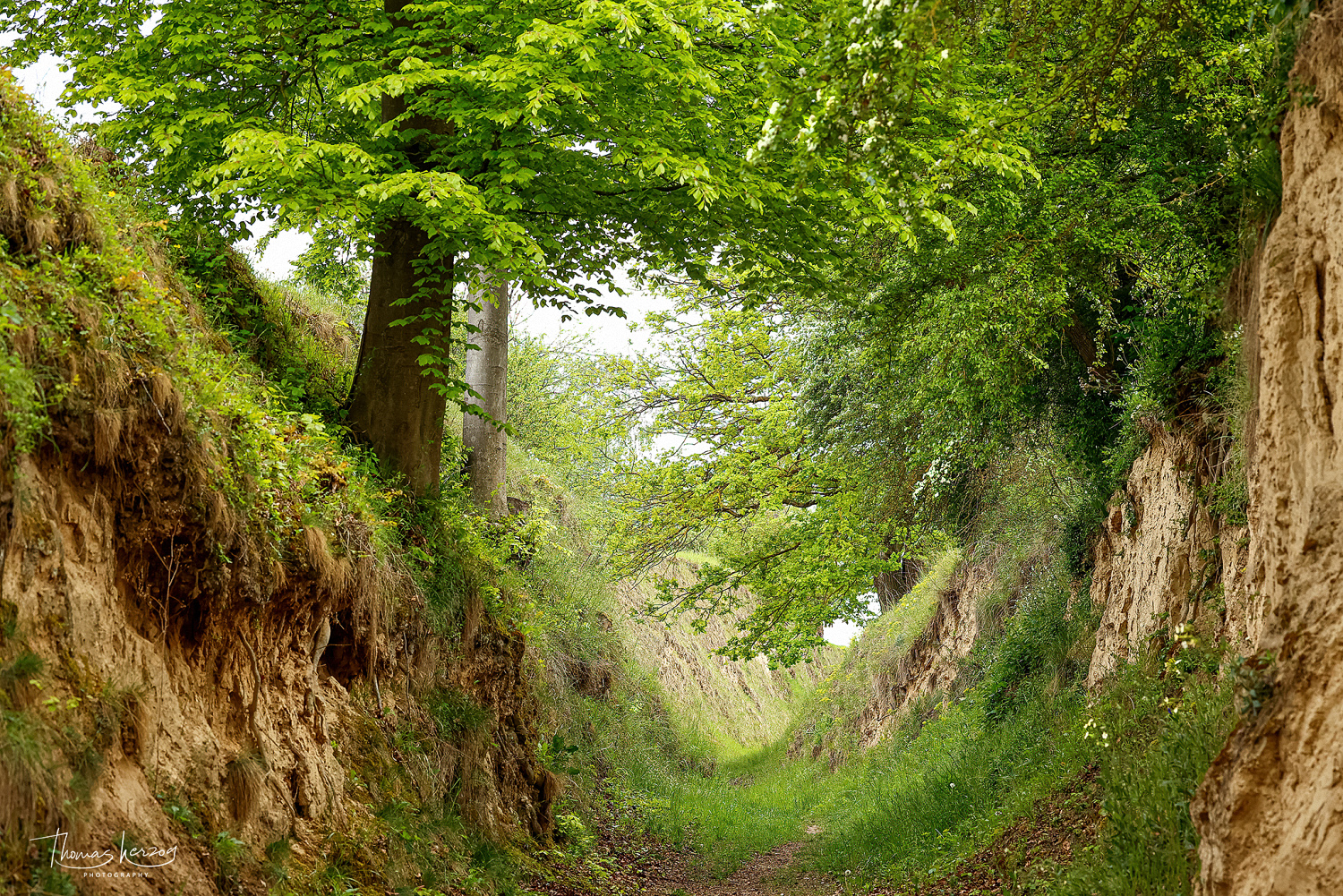 Durch diese hohle Gasse ...