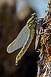 06/2021 (W) Gemeine Keiljungfer