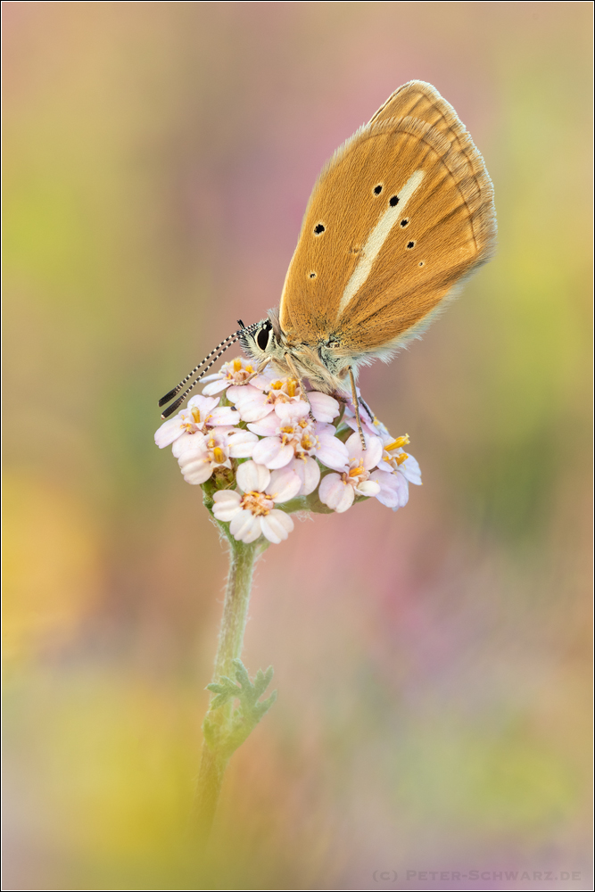 Polyommatus damon