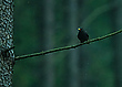 Amsel im Wald
