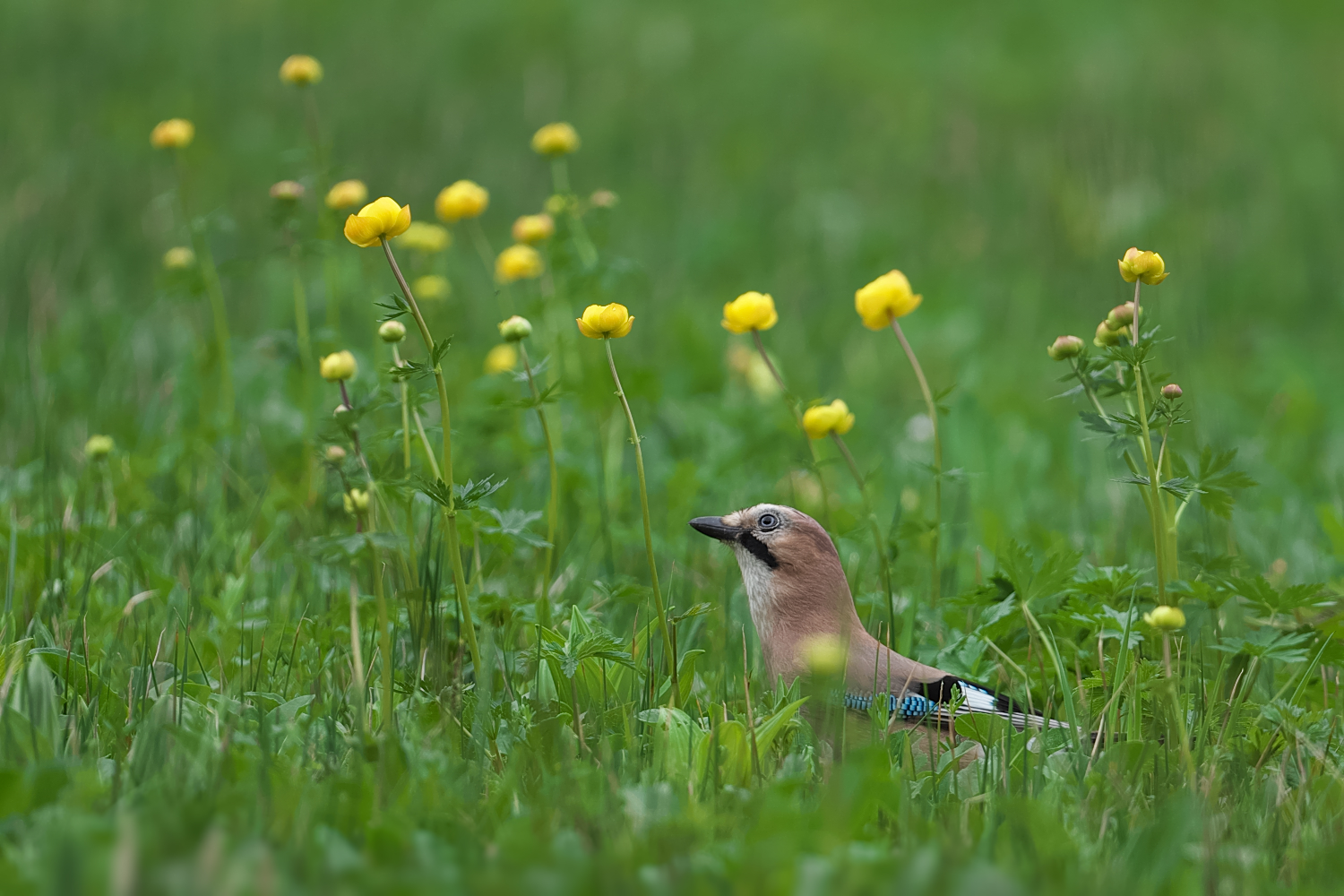 Ein Blumenfreund